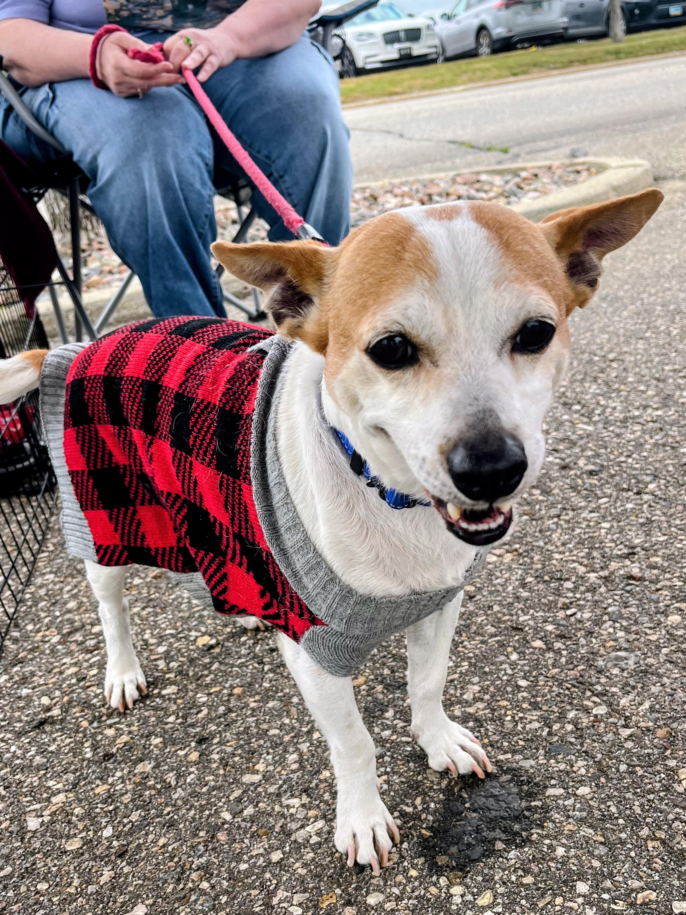 Rascal, a ADOPTABLE Jack Russell Terrier in Sawyer, ND image 3/6