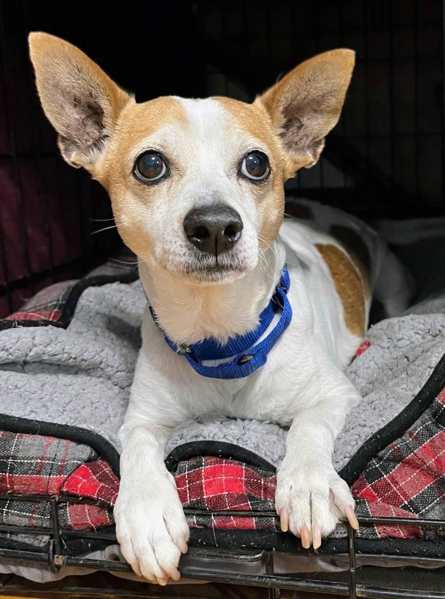 Rascal, ADOPTABLE, Adult Male Jack Russell Terrier.