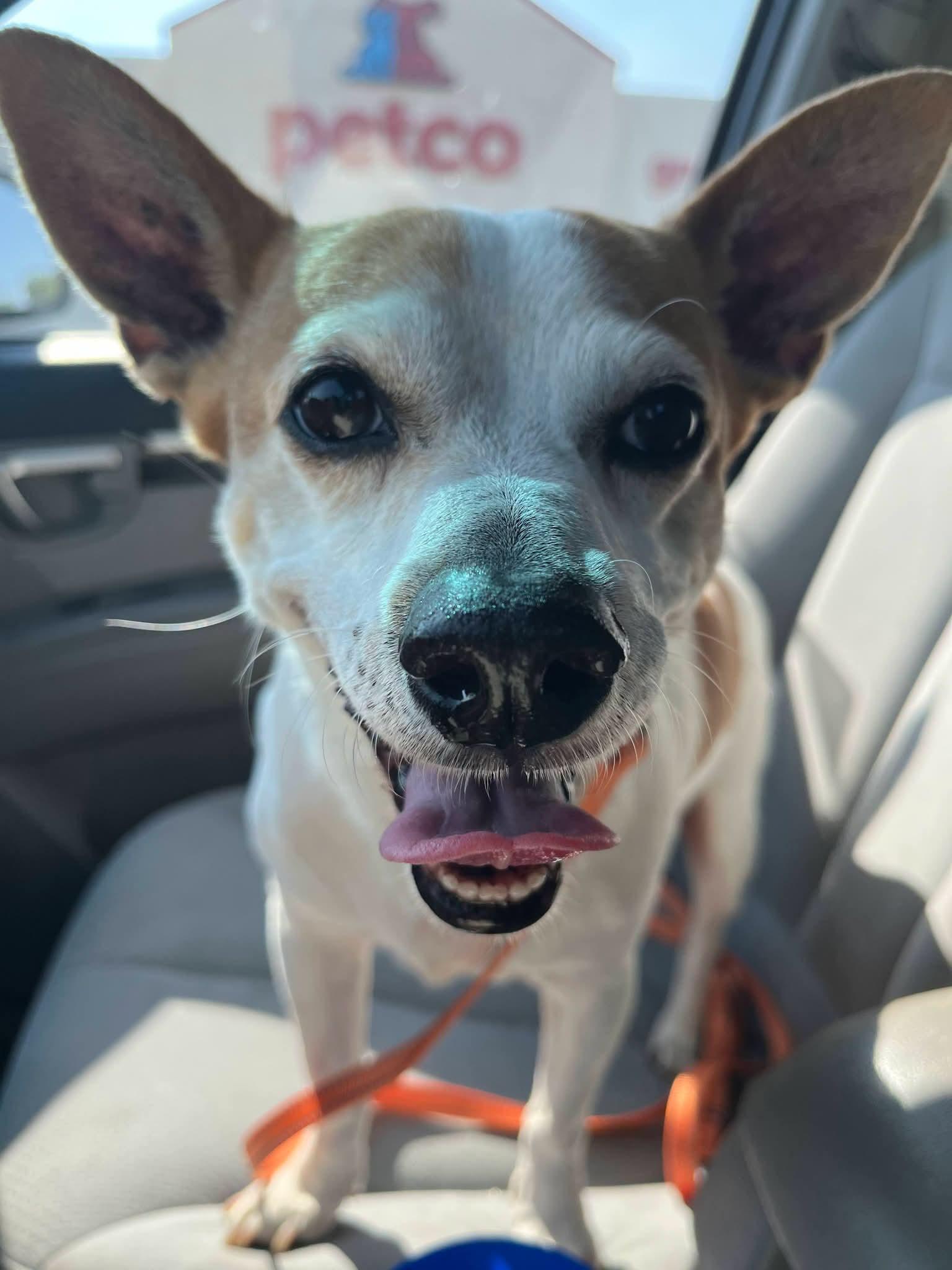 Rascal, a ADOPTABLE Jack Russell Terrier in Sawyer, ND image 2/6