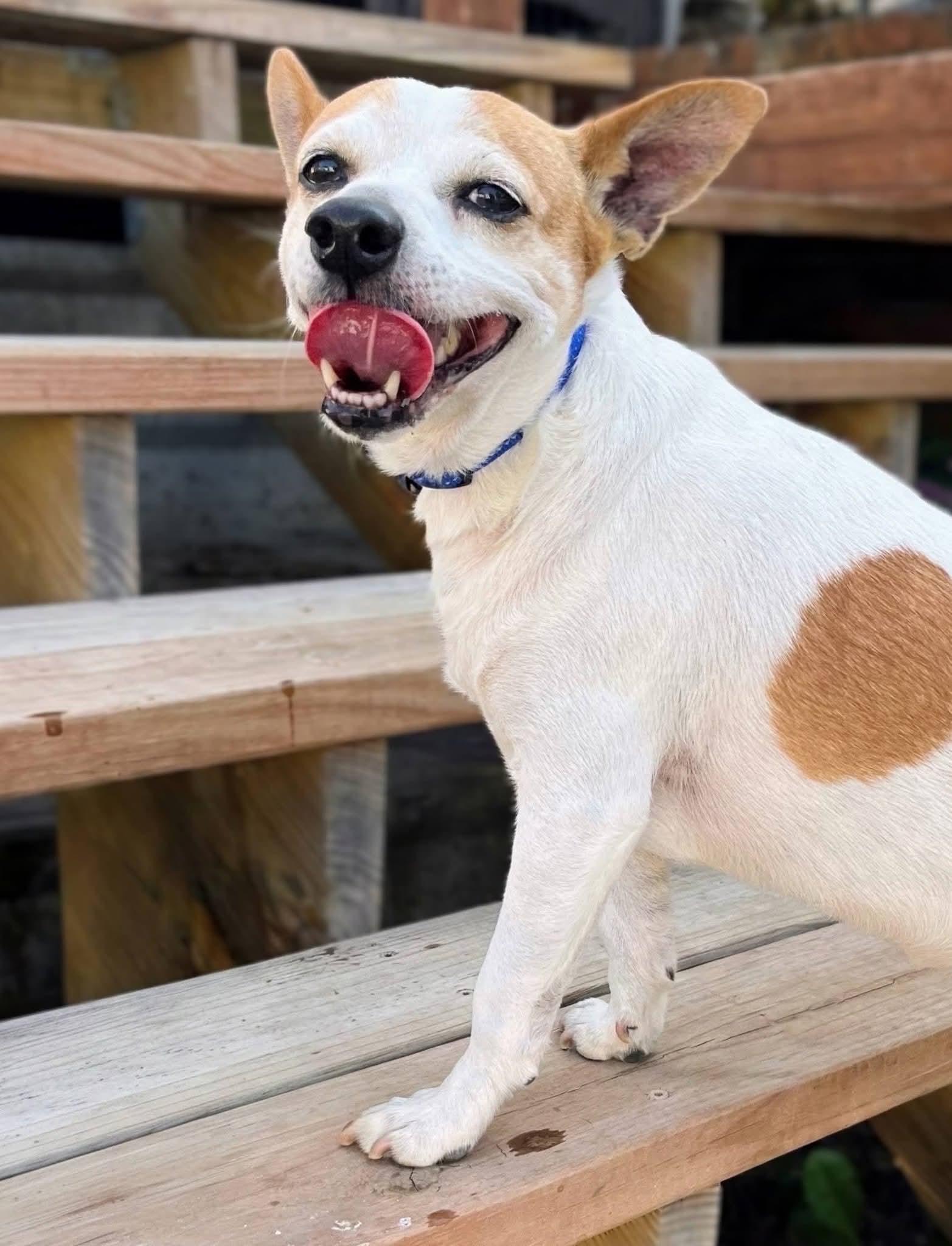 Rascal, a ADOPTABLE Jack Russell Terrier in Sawyer, ND image 6/6