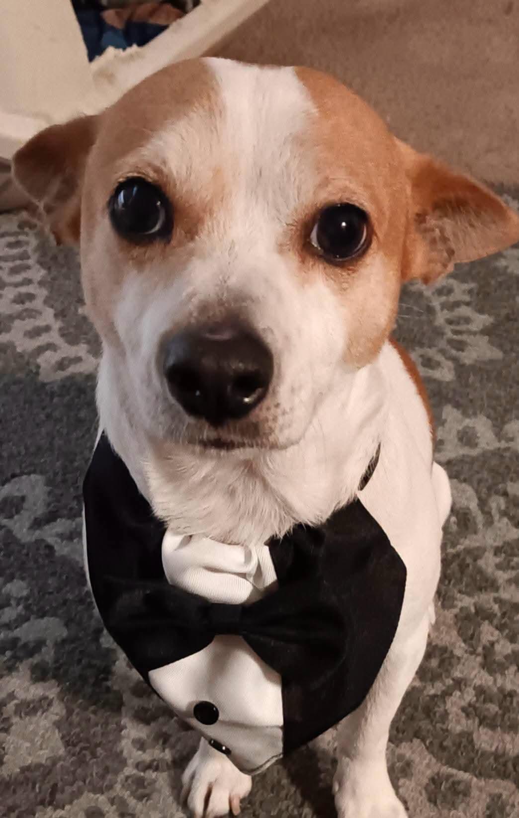 Rascal, a ADOPTABLE Jack Russell Terrier in Sawyer, ND image 4/6