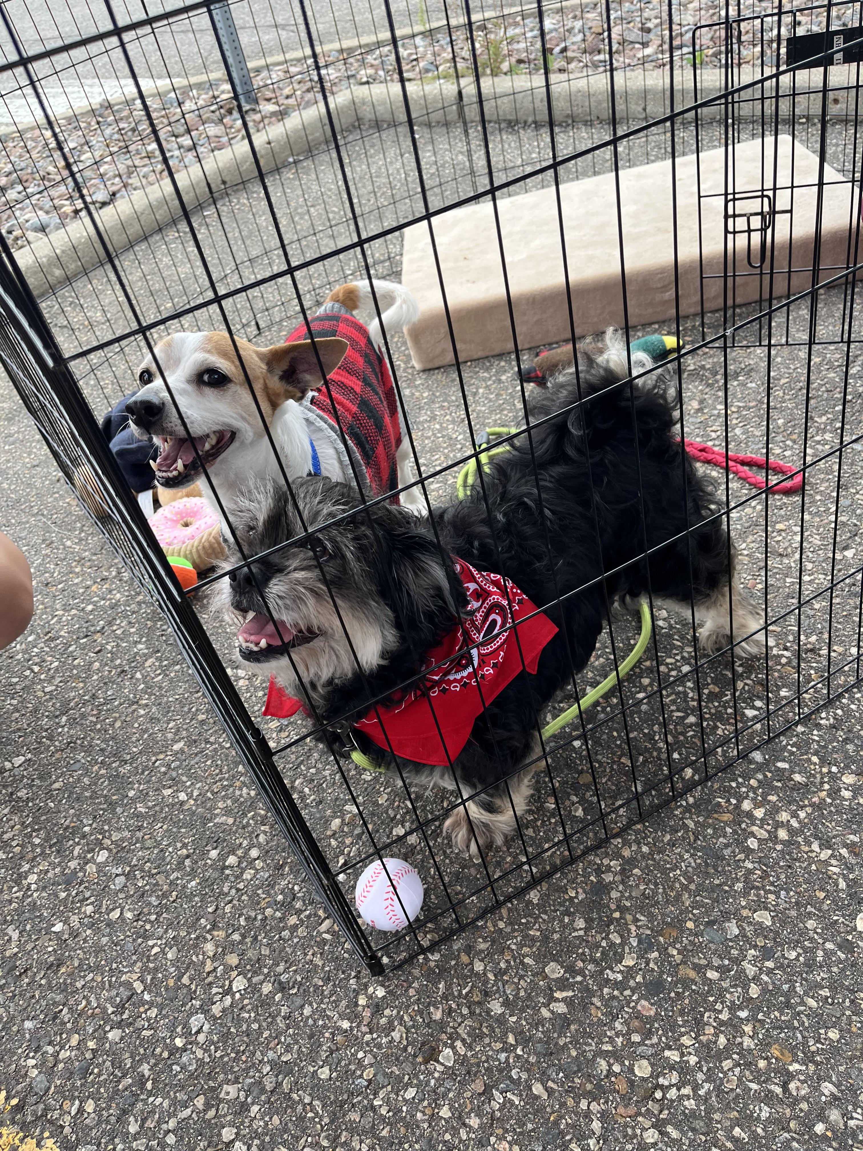 Rascal, a ADOPTABLE Jack Russell Terrier in Sawyer, ND image 5/6