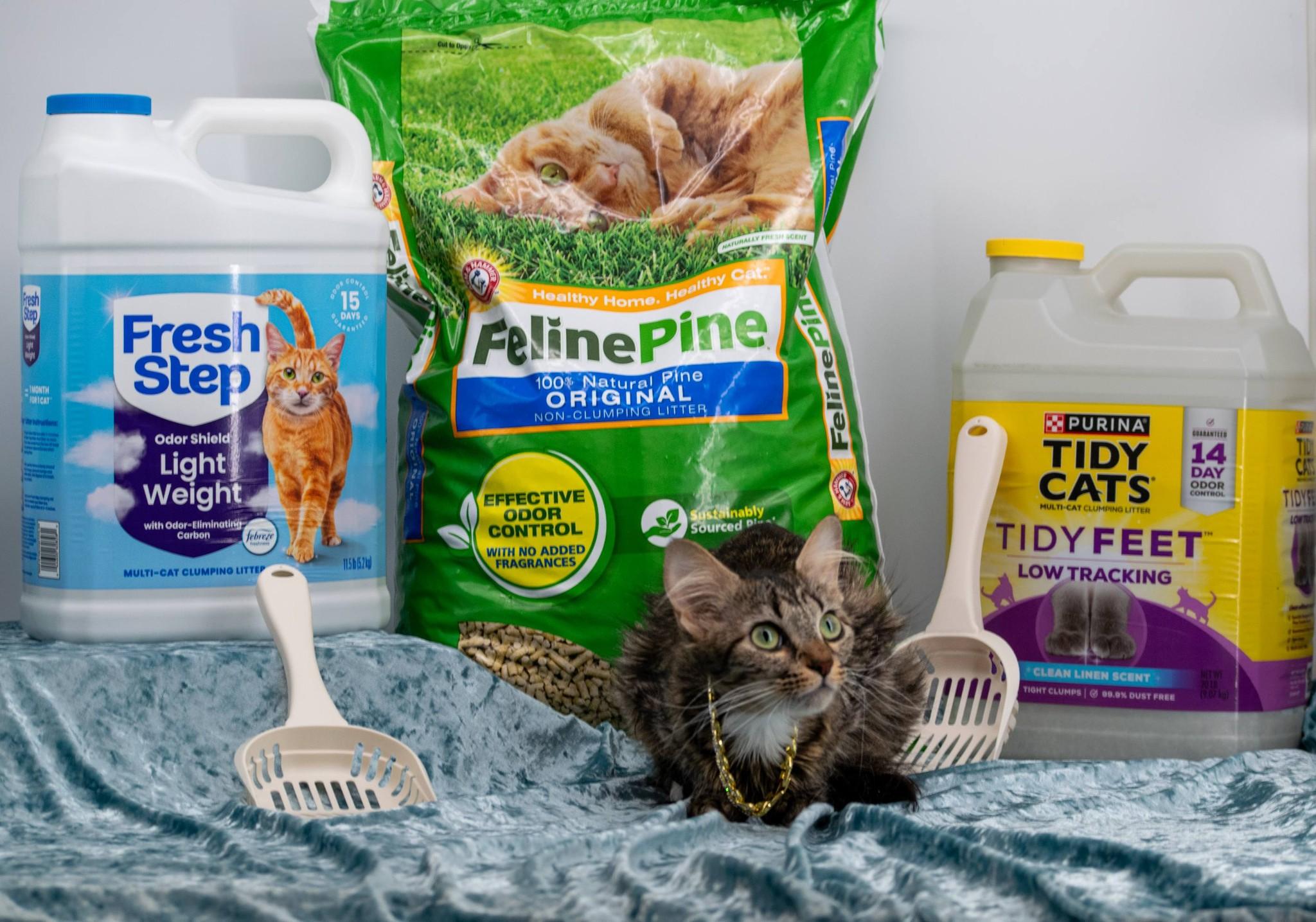 Enlarge Tidy Cat, a ADOPTABLE Domestic Medium Hair in Sevierville, TN image 4/5