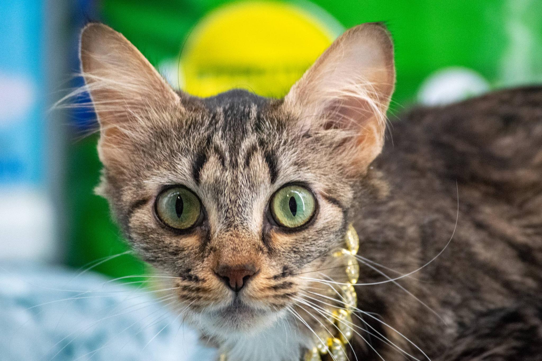 Enlarge Tidy Cat, a ADOPTABLE Domestic Medium Hair in Sevierville, TN image 2/5