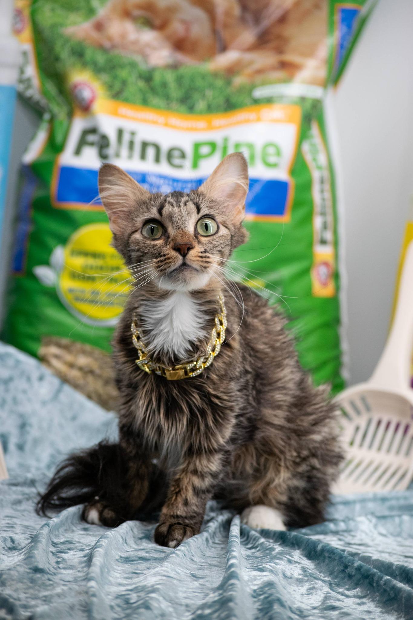 Enlarge Tidy Cat, a ADOPTABLE Domestic Medium Hair in Sevierville, TN image 5/5