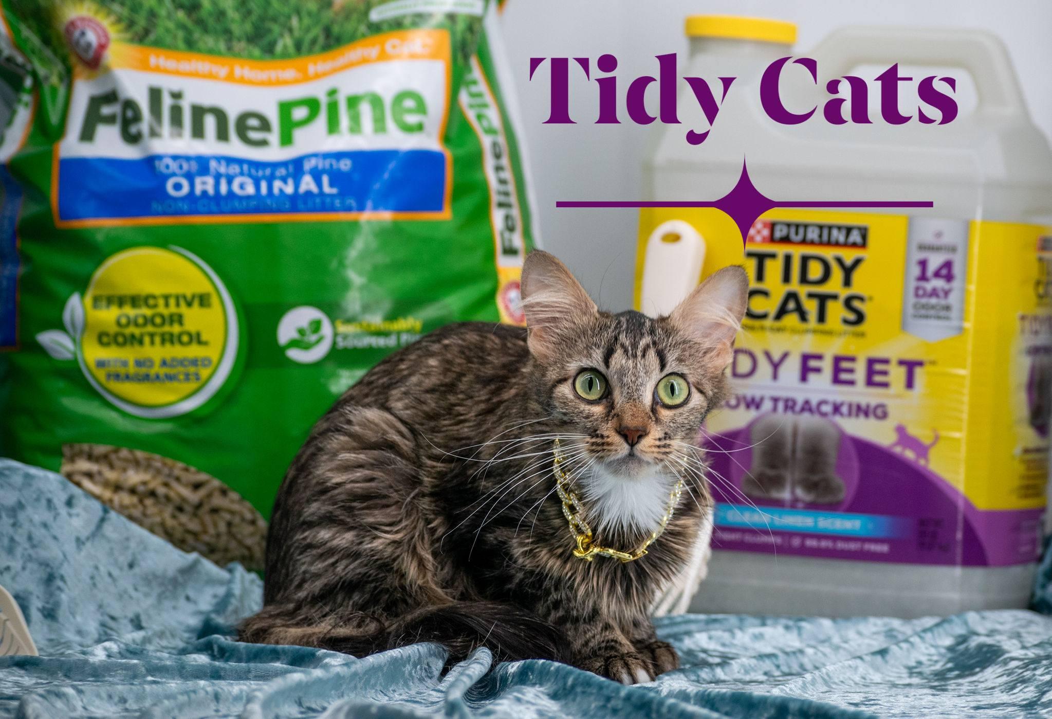 Tidy Cat, ADOPTABLE, Adult Female Domestic Medium Hair.