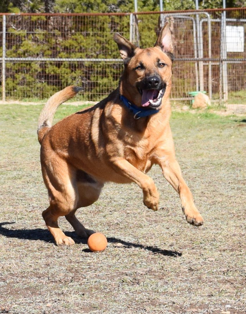 Nico, an adoptable Shepherd in Bulverde, TX, 78163 | Photo Image 4