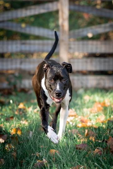 Enlarge Leia, a Adoptable Pit Bull Terrier in Alexandria, VA image 1/6