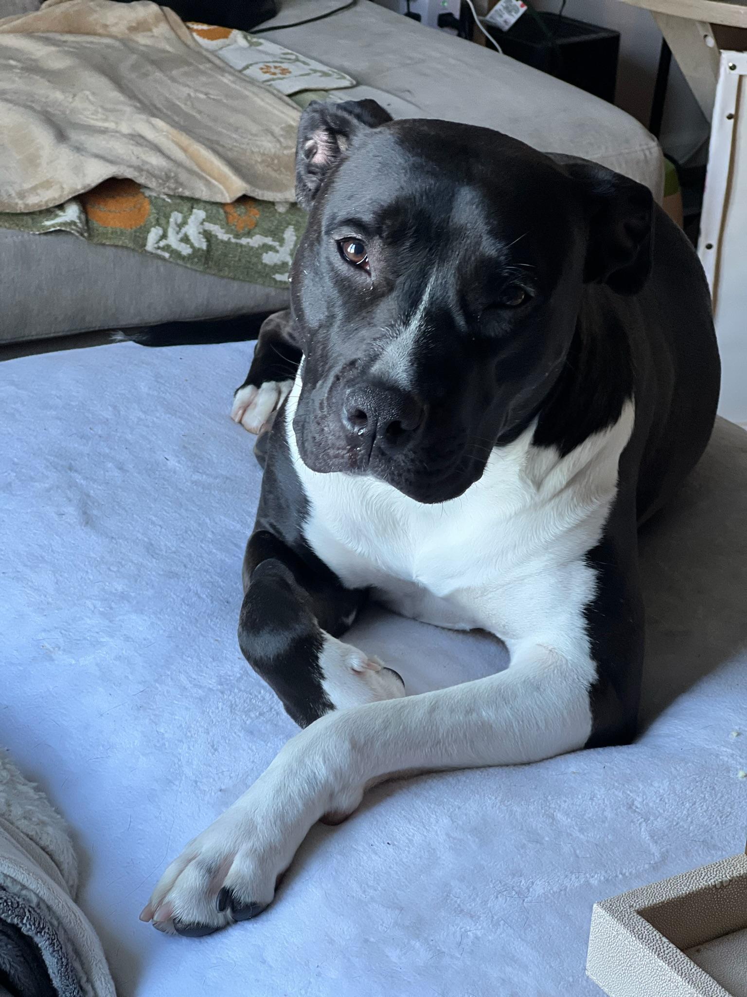 Leia, Adoptable, Young Female Pit Bull Terrier.