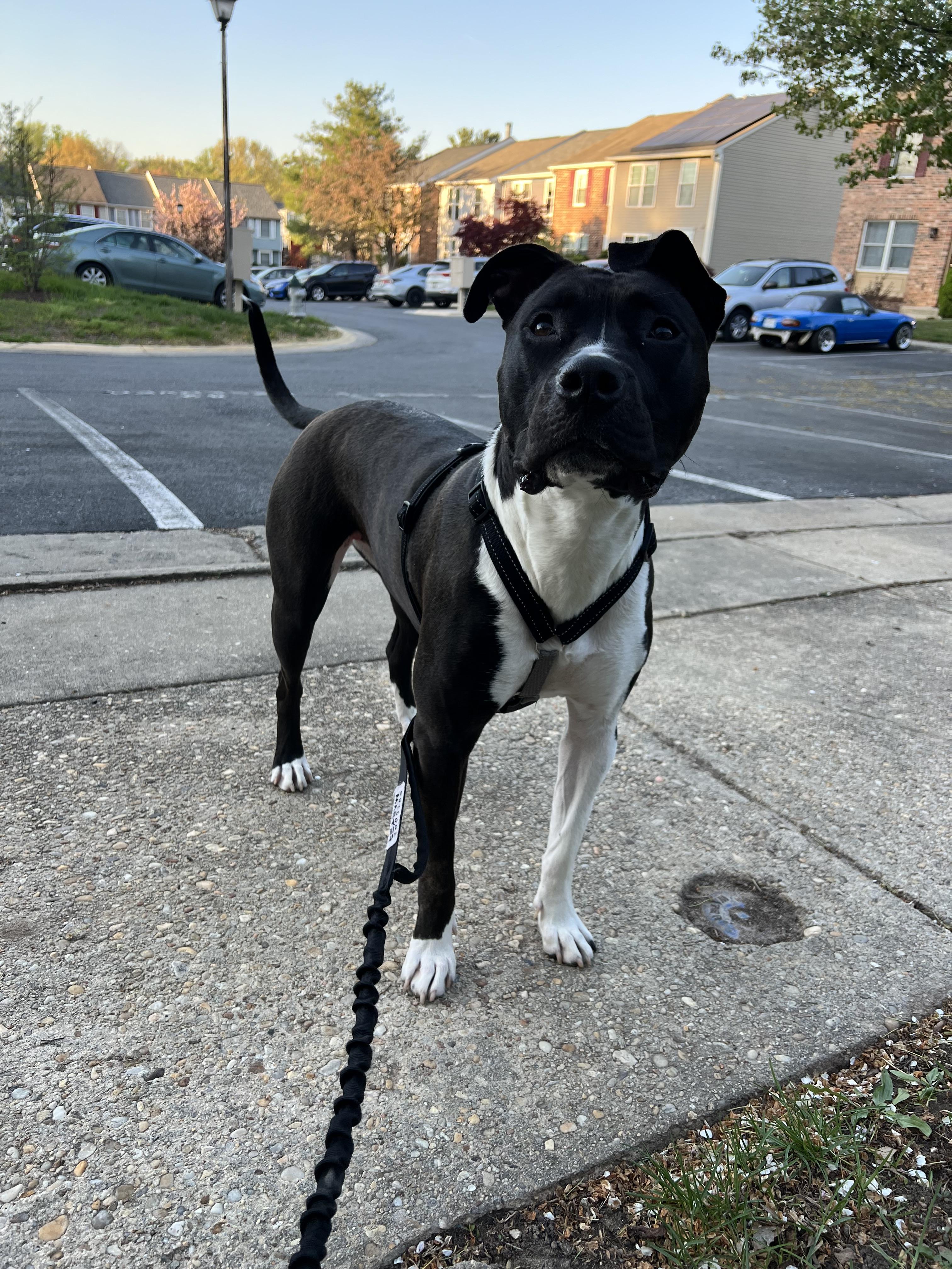 Enlarge Leia, a Adoptable Pit Bull Terrier in Alexandria, VA image 2/6
