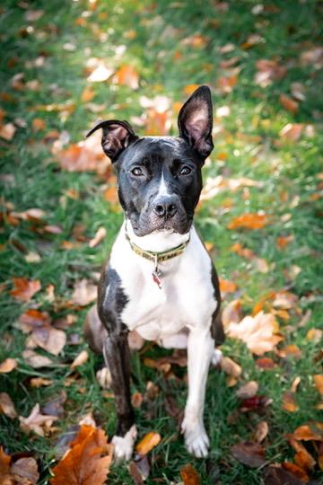 Enlarge Leia, a Adoptable Pit Bull Terrier in Alexandria, VA image 2/6