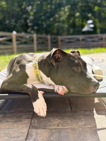 Enlarge Leia, a Adoptable Pit Bull Terrier in Alexandria, VA image 3/6