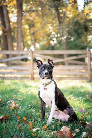 Enlarge Leia, a Adoptable Pit Bull Terrier in Alexandria, VA image 4/6