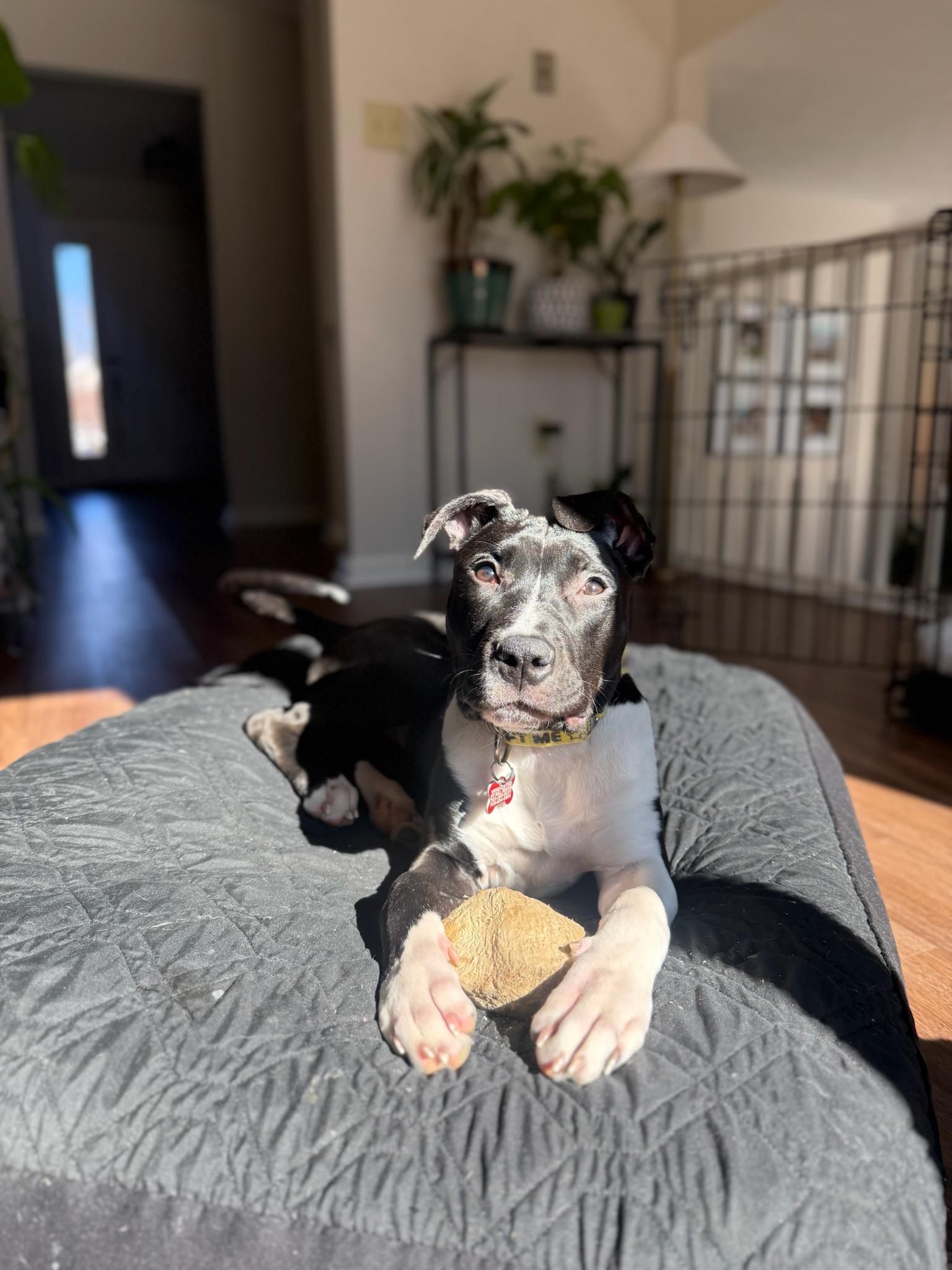 Enlarge Leia, a Adoptable Pit Bull Terrier in Alexandria, VA image 5/6