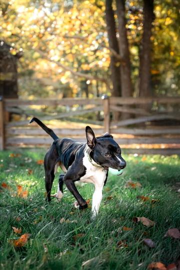 Enlarge Leia, a Adoptable Pit Bull Terrier in Alexandria, VA image 6/6