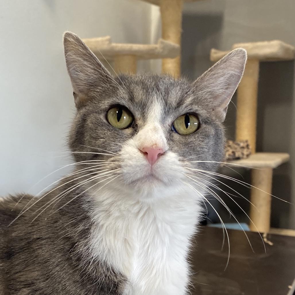 Eva, Adoptable, Adult Female Domestic Short Hair.
