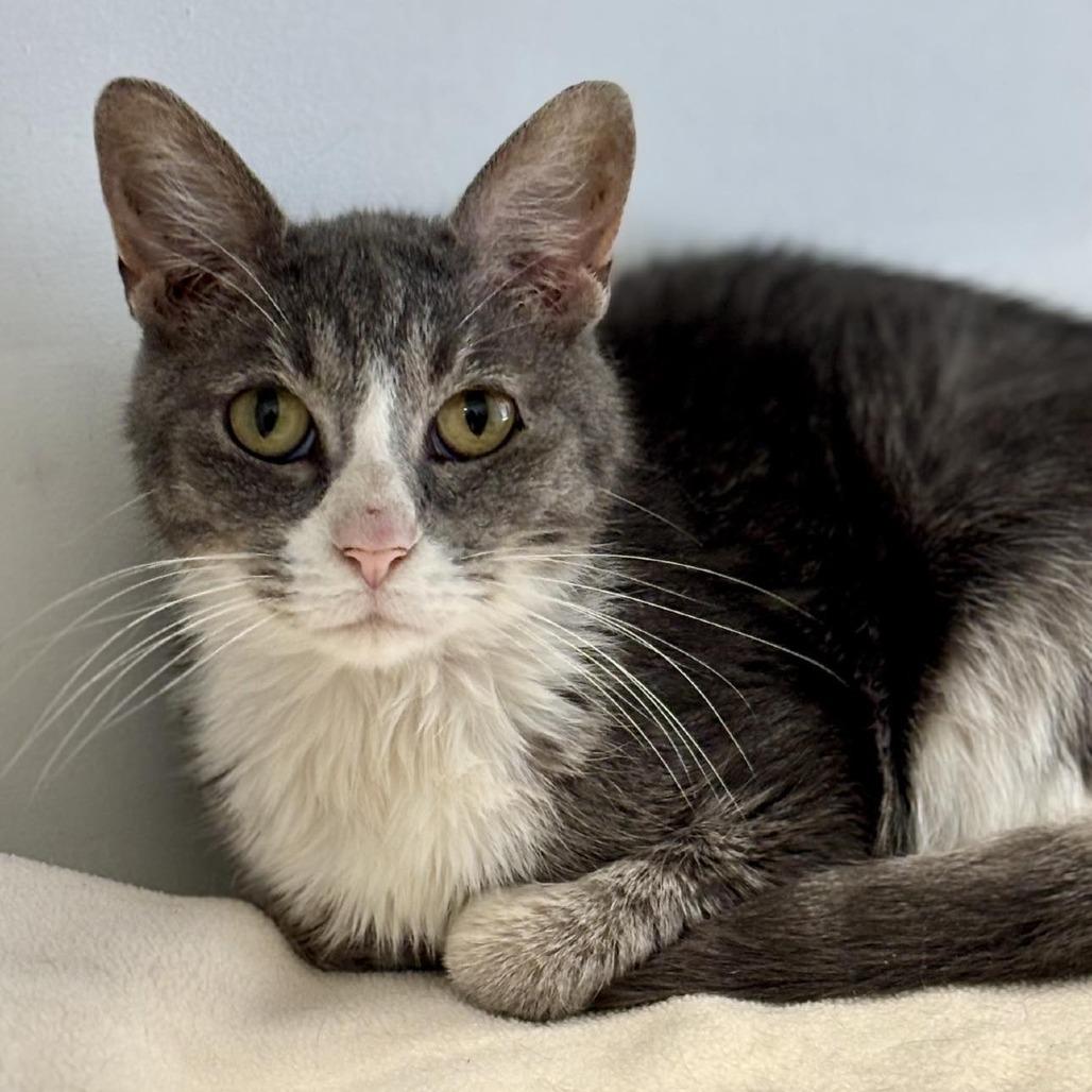 Enlarge Eva, a Adoptable Domestic Short Hair in Sheridan, WY image 2/2