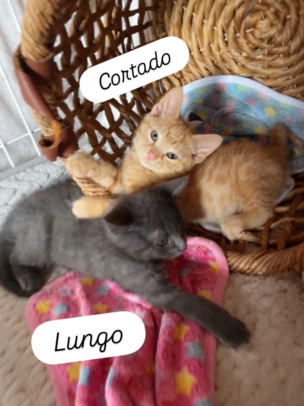 Lungo, Cortado & Ristretto photo 6