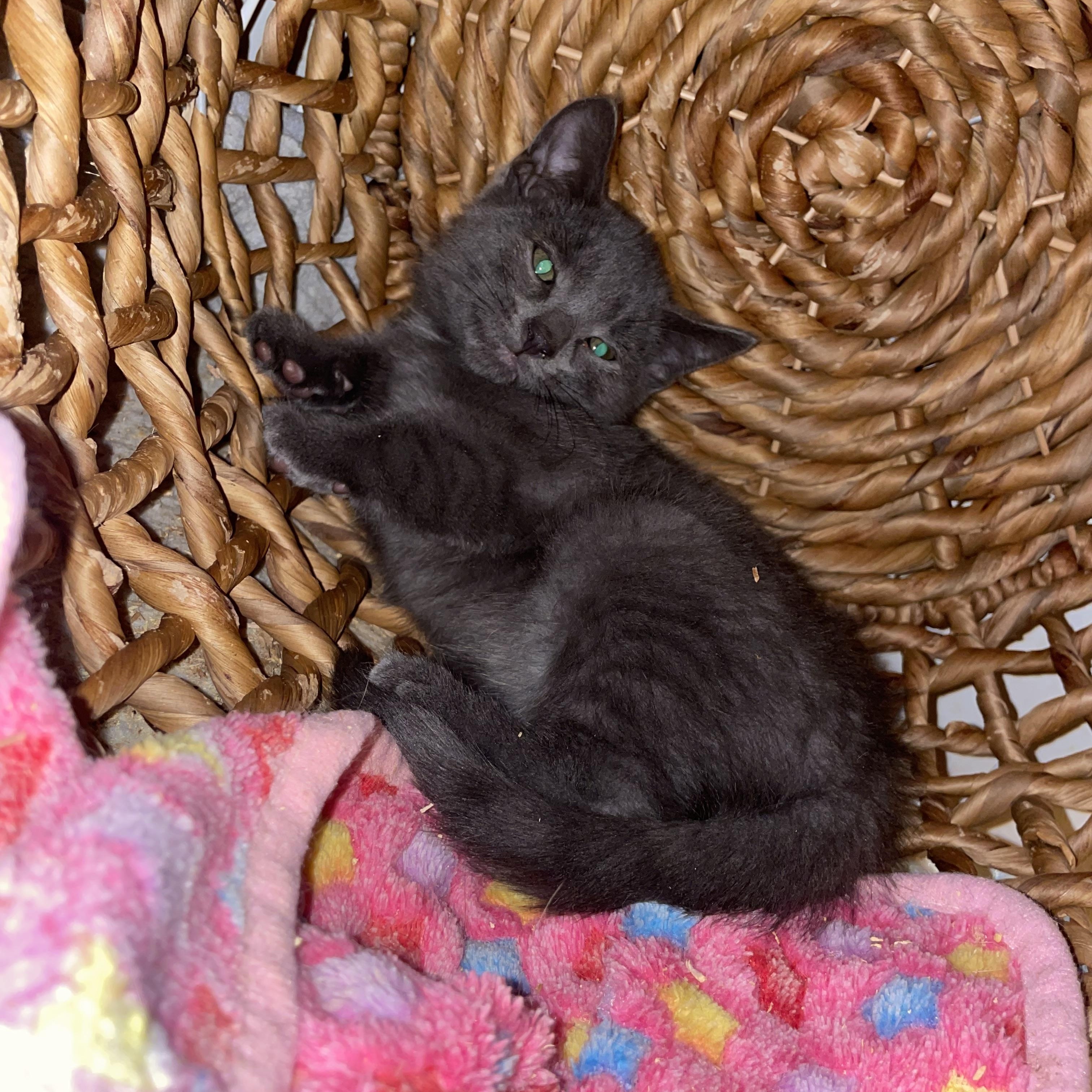 Lungo, Cortado & Ristretto, Baby Male Domestic Short Hair