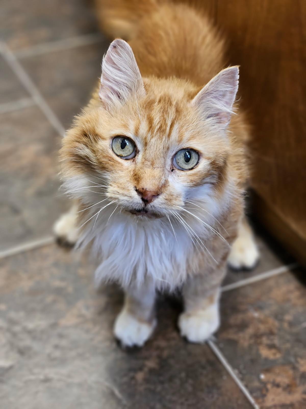 Bob Scratchit (Diabetic)