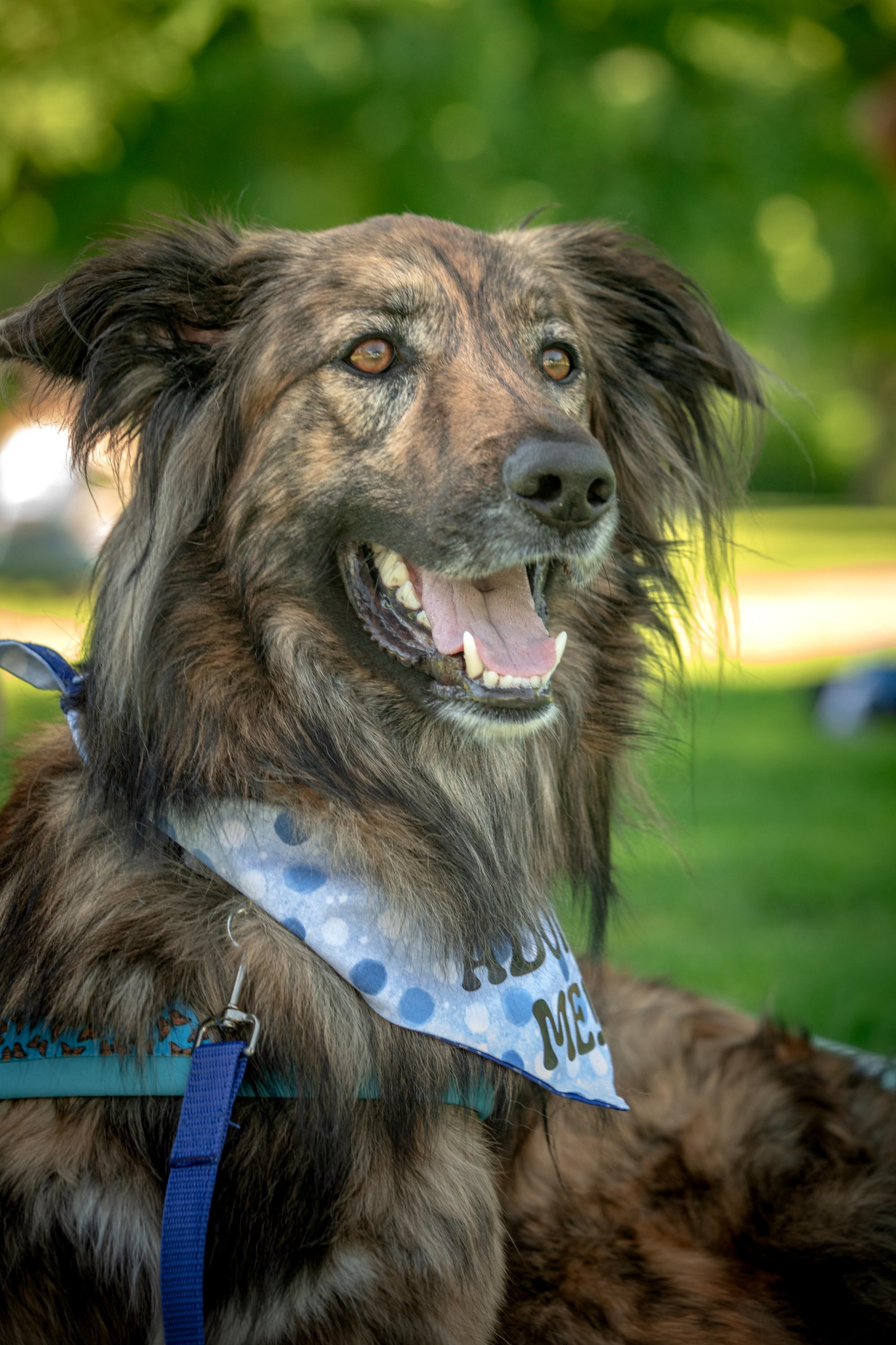 Cosmo, a ADOPTABLE mixed breed in Mississauga, ON image 1/5