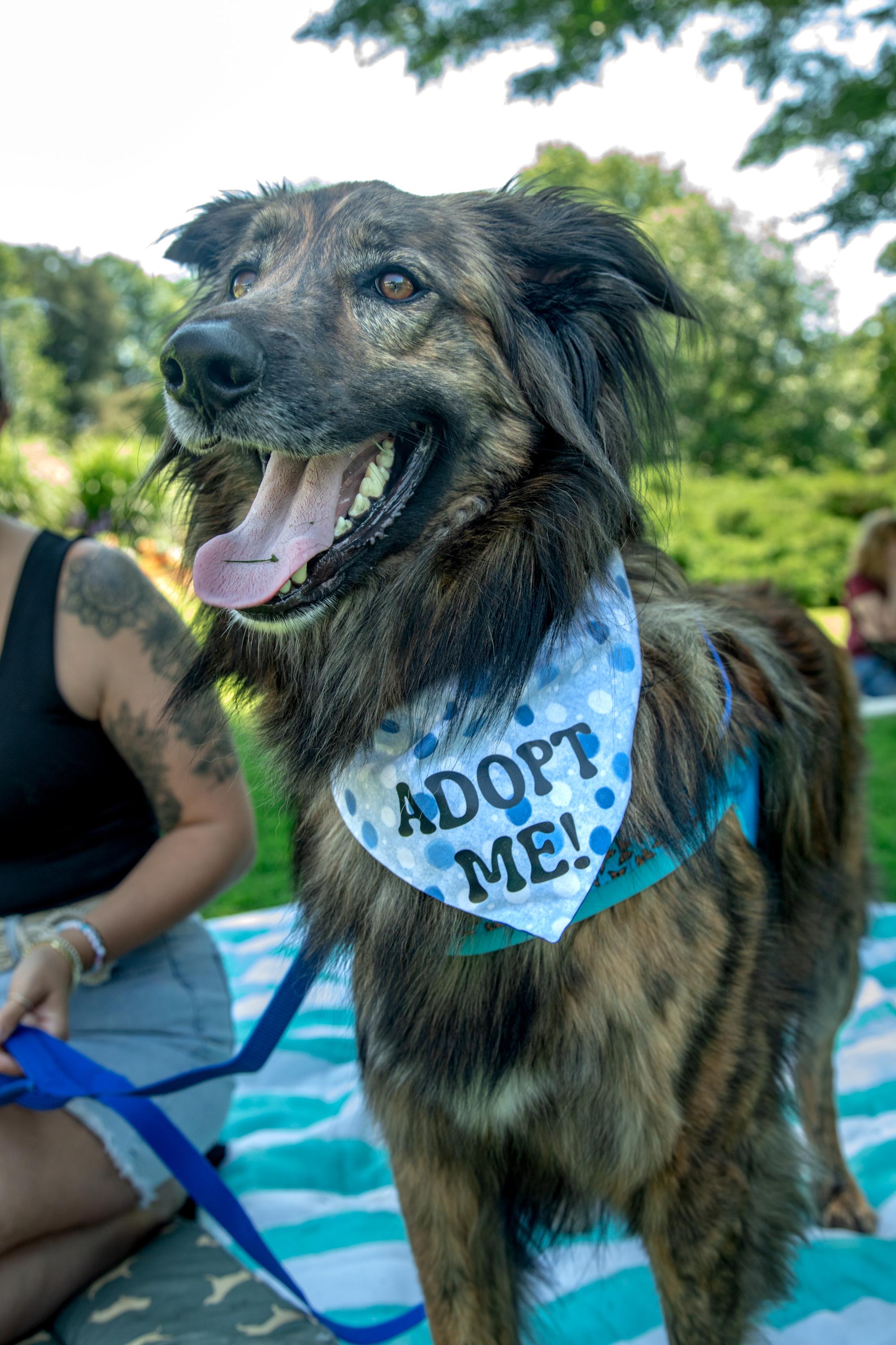 Cosmo, a ADOPTABLE mixed breed in Mississauga, ON image 4/5
