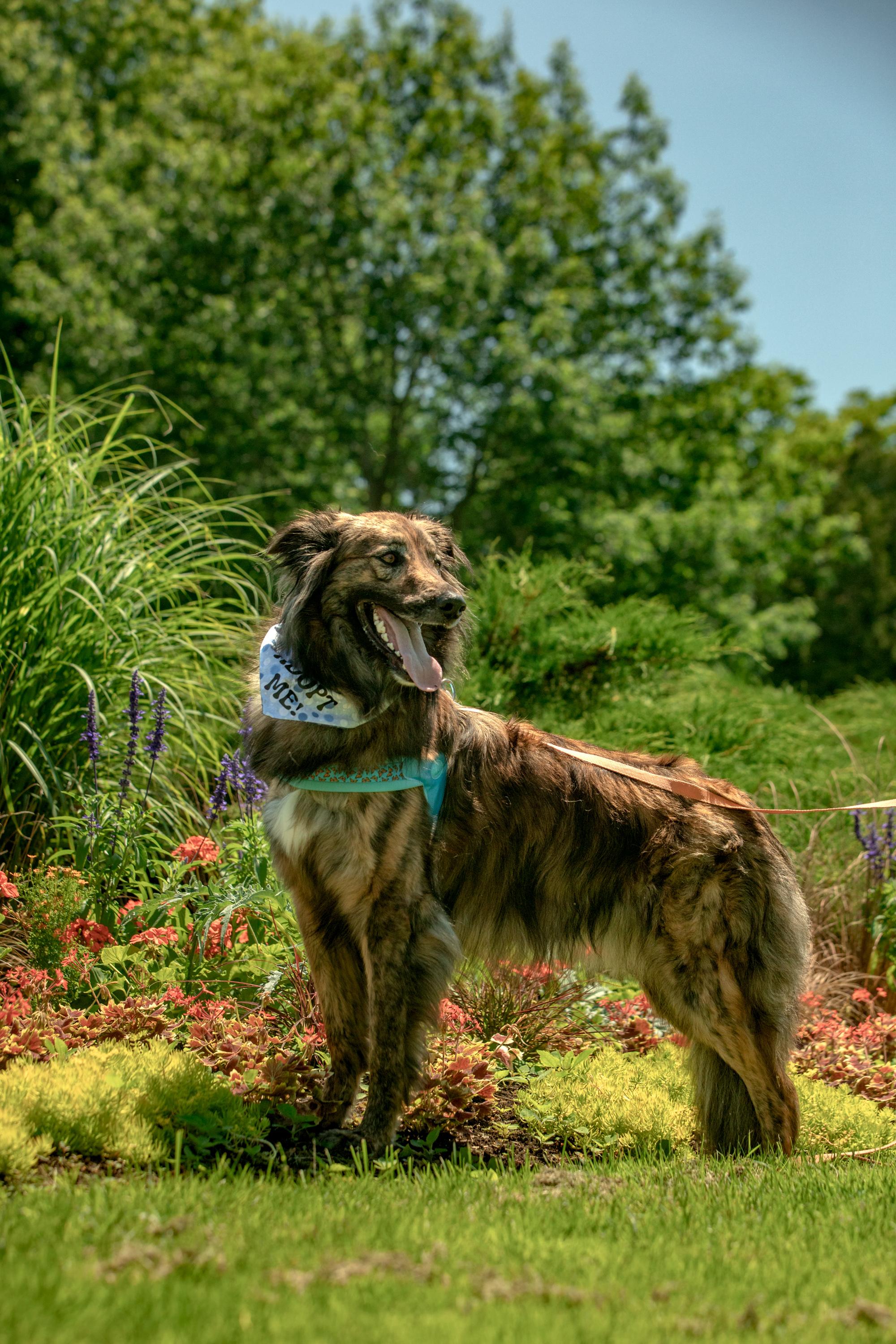 Cosmo, a ADOPTABLE mixed breed in Mississauga, ON image 3/5