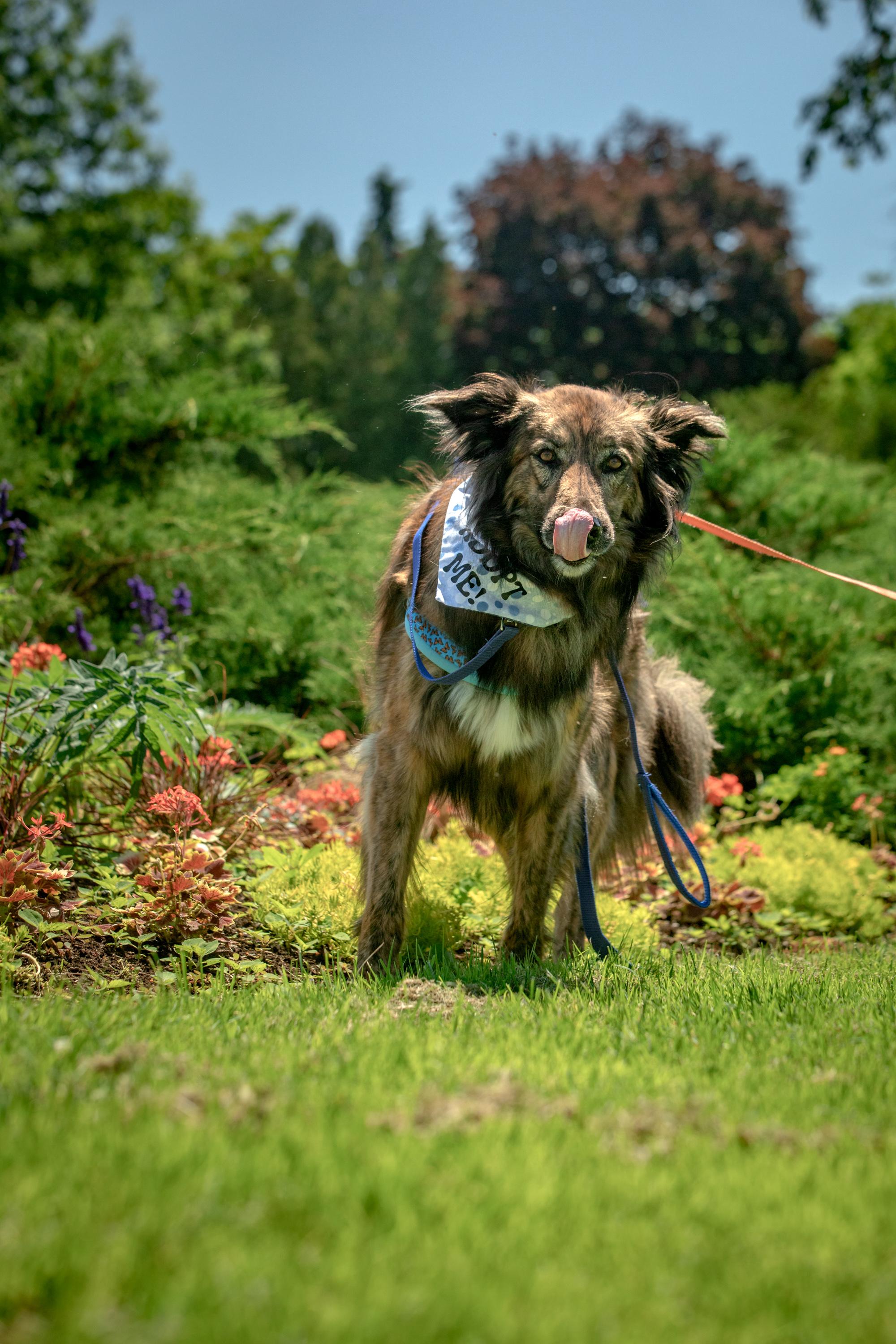 Cosmo, a ADOPTABLE mixed breed in Mississauga, ON image 2/5