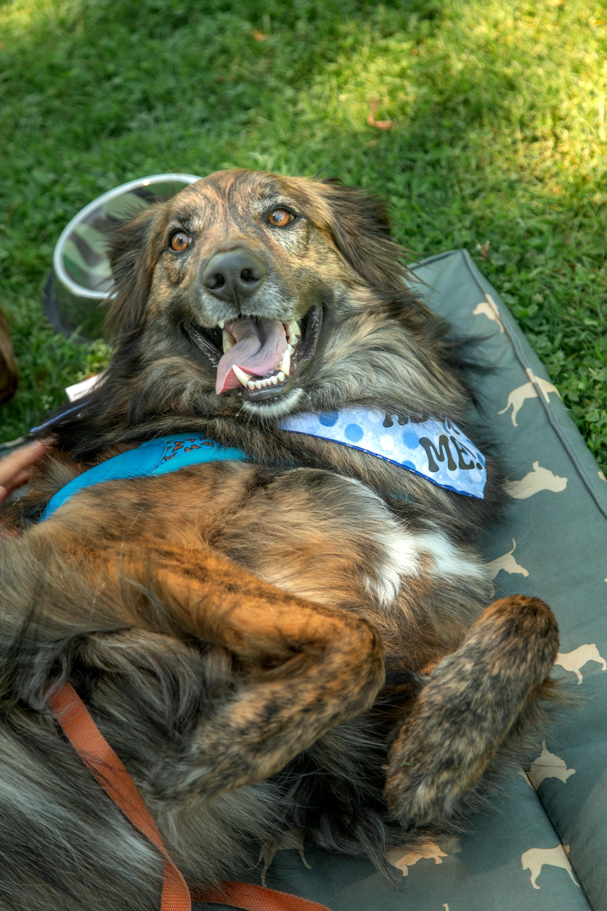 Cosmo, a ADOPTABLE mixed breed in Mississauga, ON image 5/5