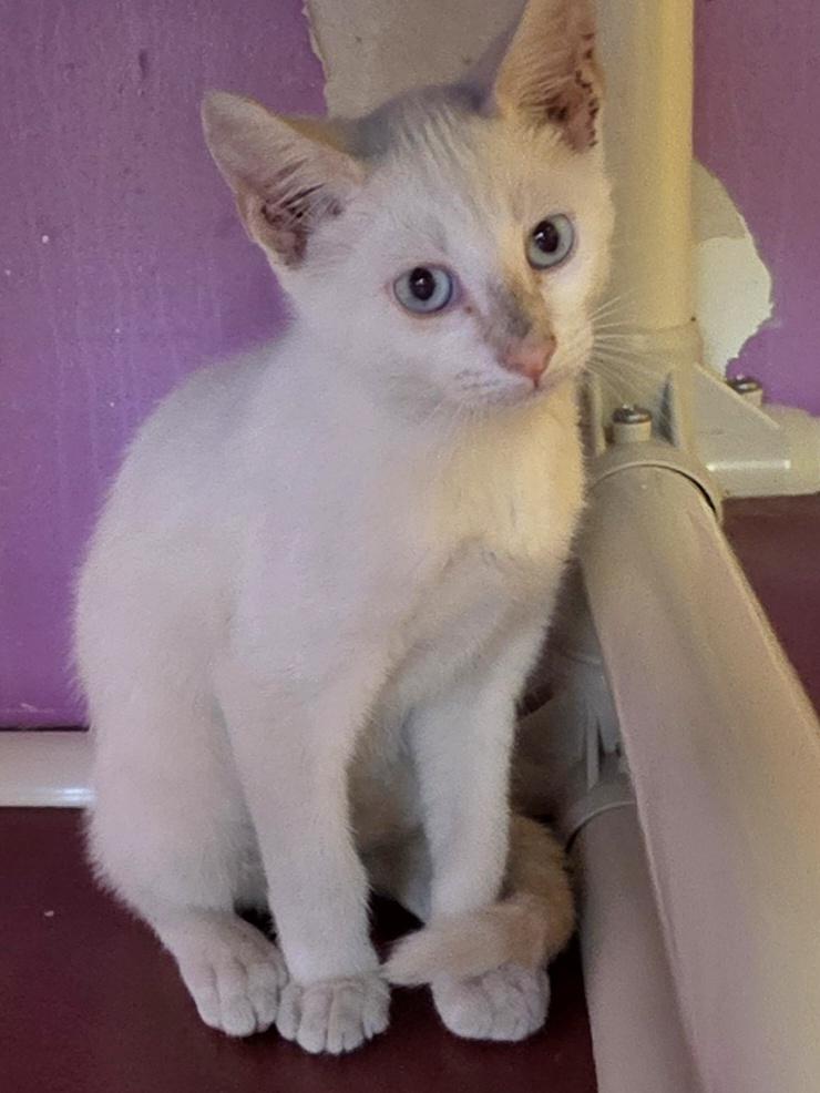 Enlarge Jordan, a Adoptable Domestic Short Hair in Danville, VA image 1/1
