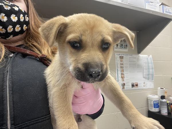 Big Mcintosh, Adoptable, Puppy Male Siberian Husky & Pit Bull Terrier.