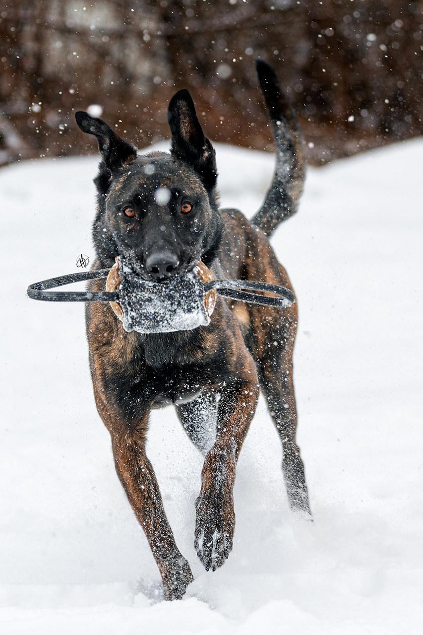 Ares, adopted, Adult Male Dutch Shepherd & Belgian Shepherd / Malinois.