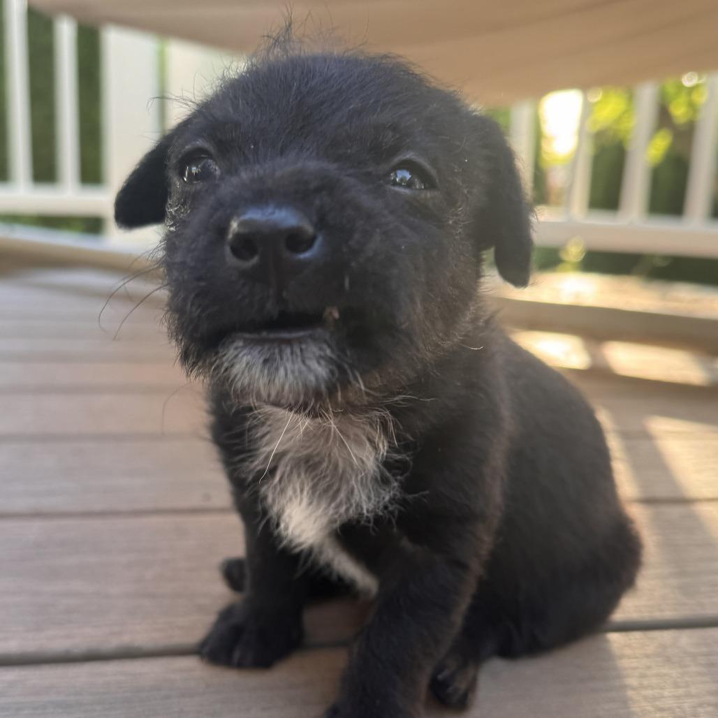 Enlarge Kai (Kung Fu Panda), a Adoptable mixed breed in Redmond, WA image 1/1