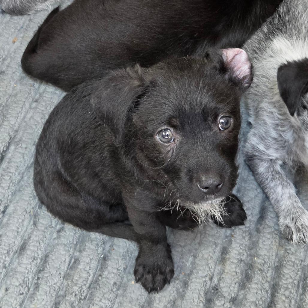 Kai (Kung Fu Panda), a Adoptable mixed breed in Redmond, WA image 3/3