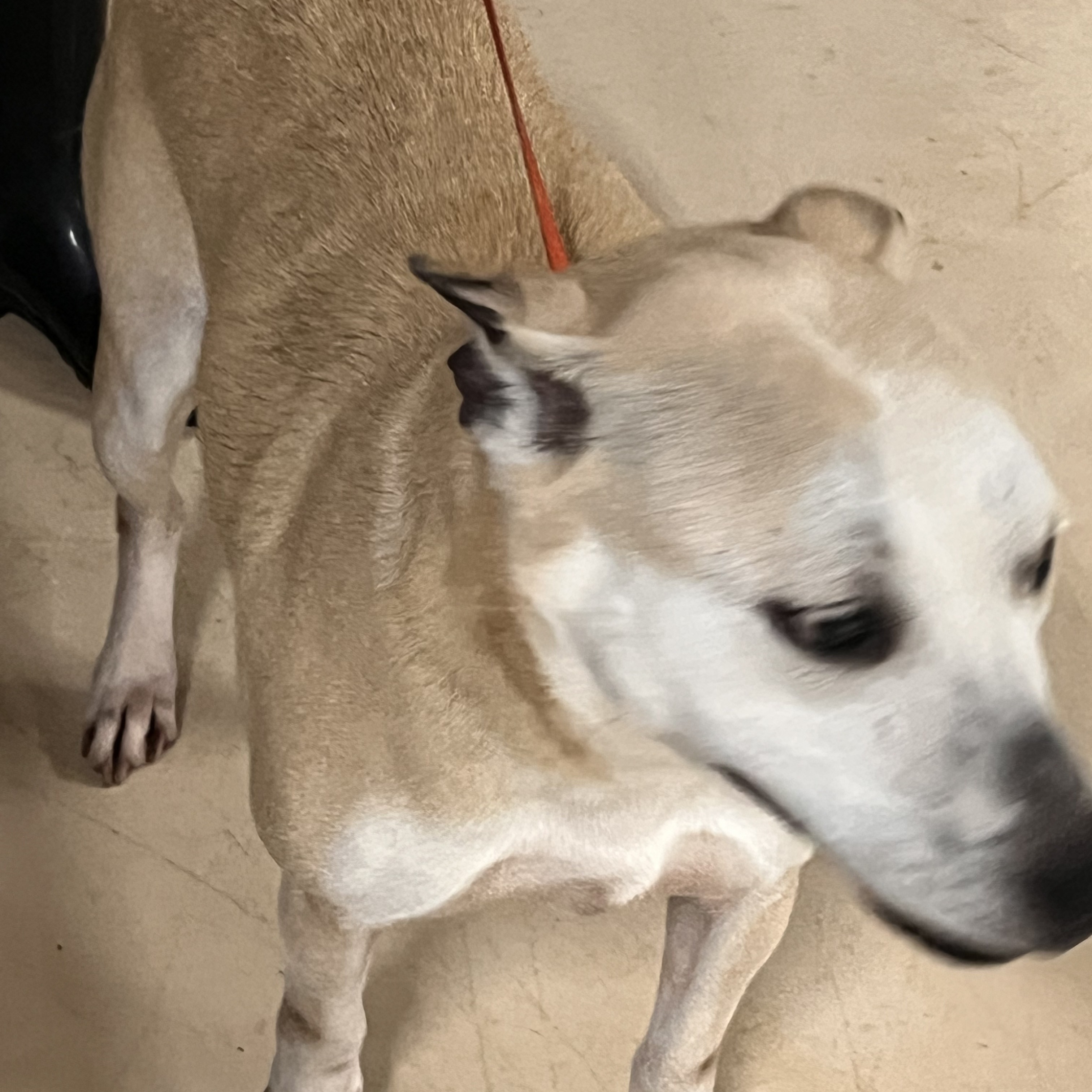 Enlarge Harley Storm , a Adoptable mixed breed in Portland, OR image 1/5