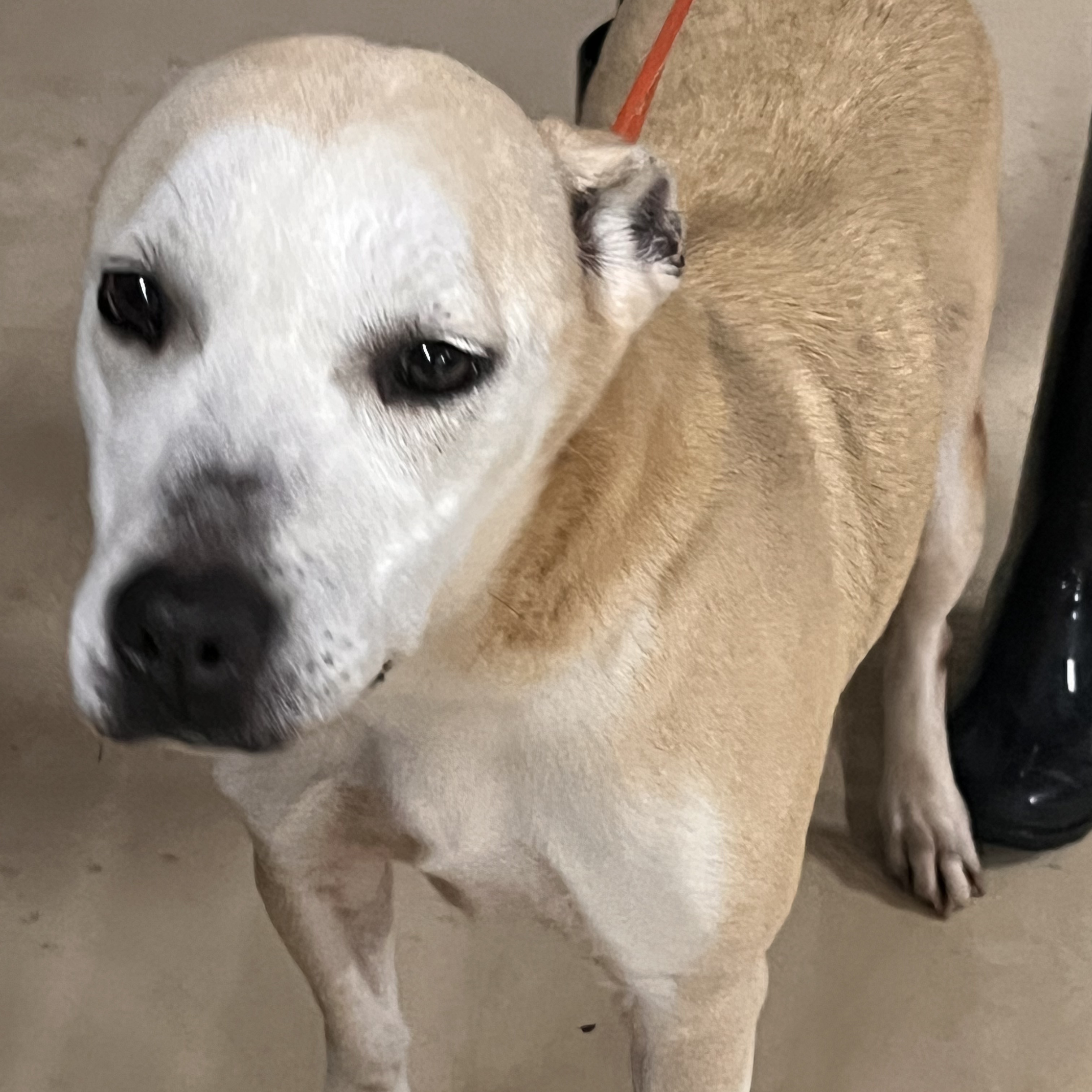 Enlarge Harley Storm , a Adoptable mixed breed in Portland, OR image 2/5