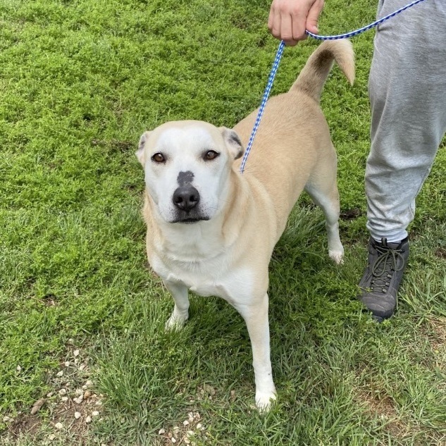 Enlarge Harley Storm , a Adoptable mixed breed in Portland, OR image 3/5