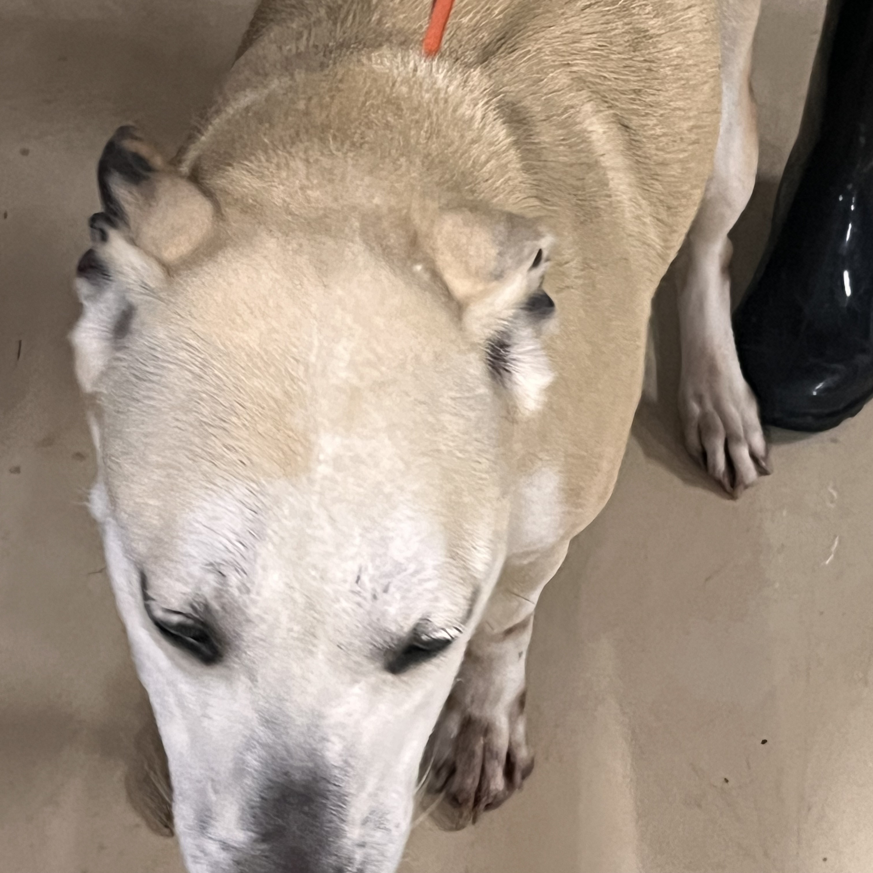 Enlarge Harley Storm , a Adoptable mixed breed in Portland, OR image 5/5