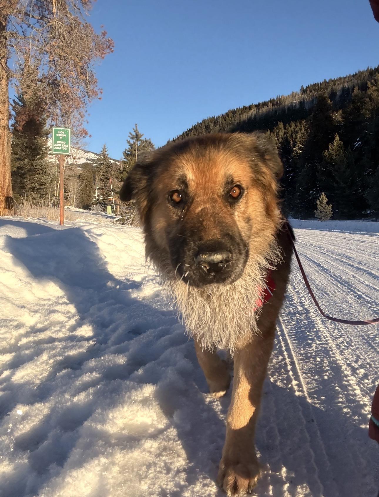Bear, a ADOPTABLE mixed breed in Saratoga Springs, NY image 2/6
