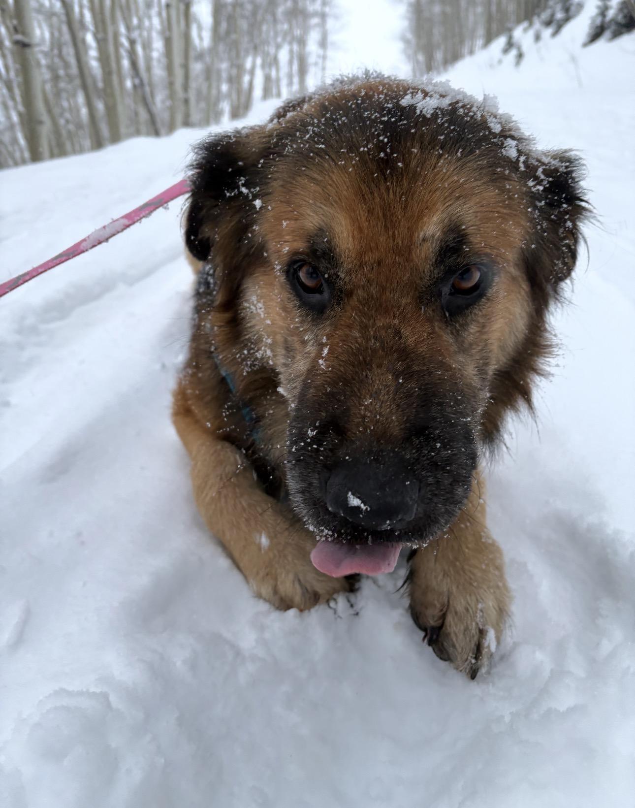Bear, a ADOPTABLE mixed breed in Saratoga Springs, NY image 4/6