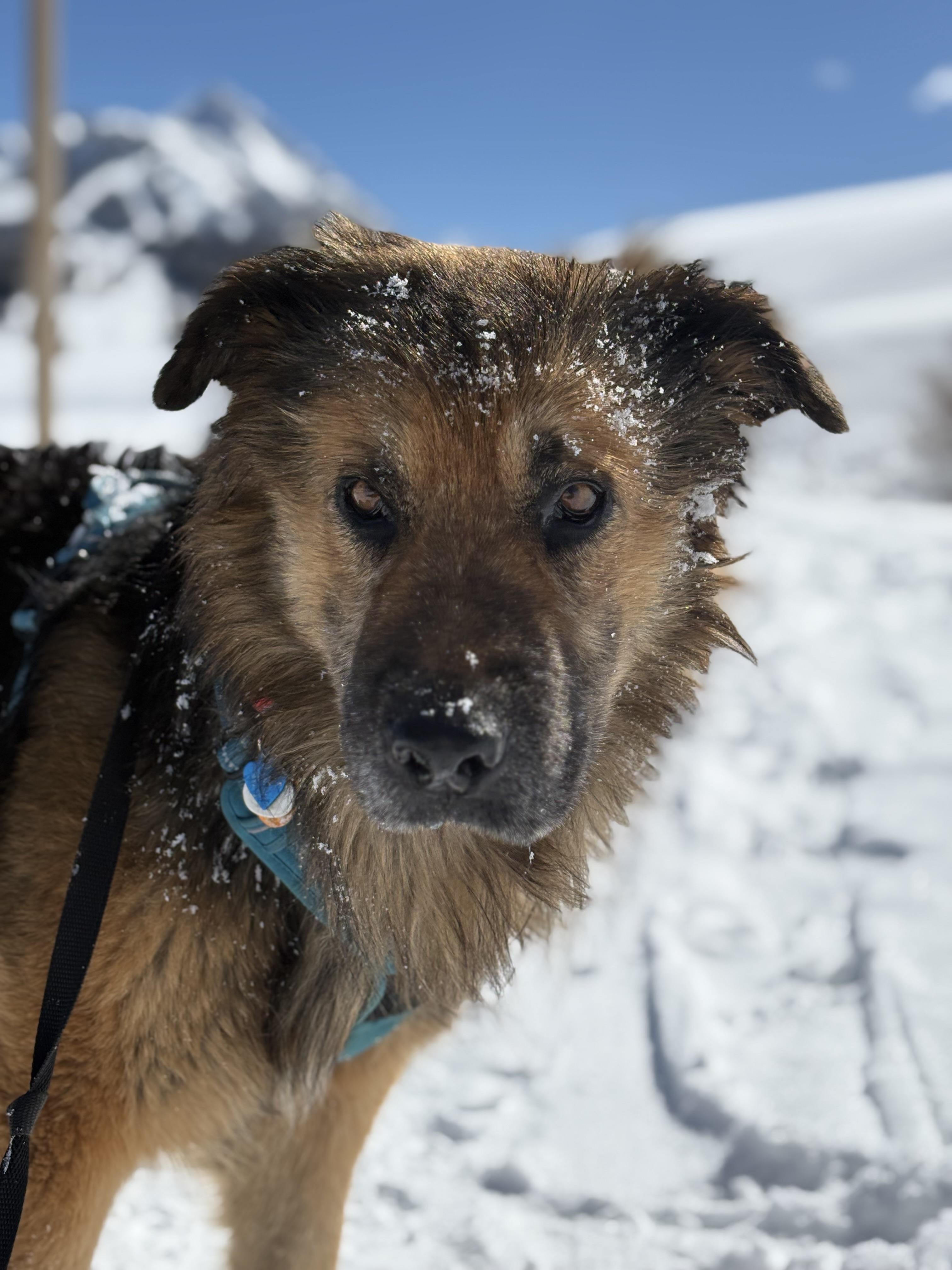 Bear, ADOPTABLE, Adult Male German Shepherd Dog & Golden Retriever.
