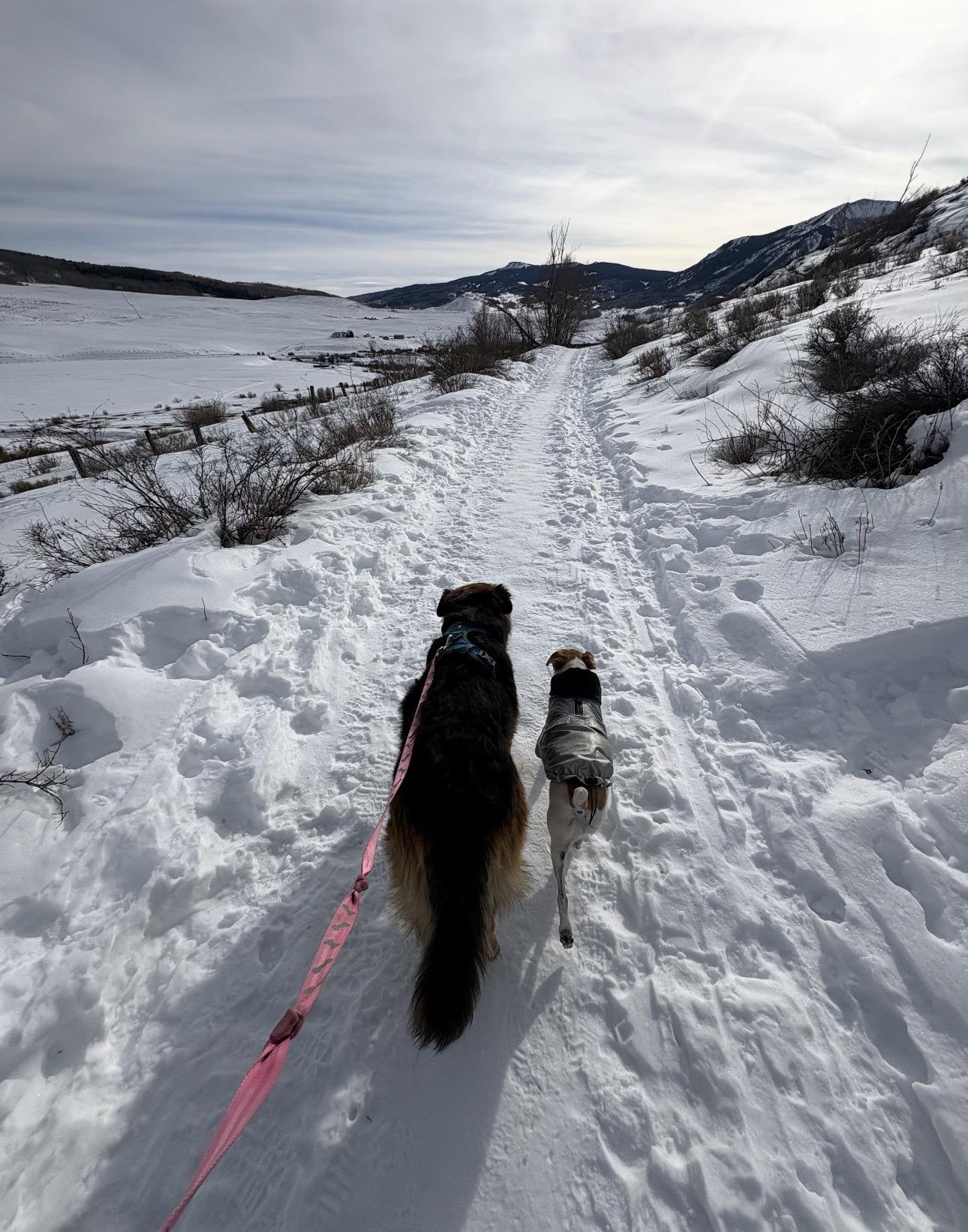 Bear, a ADOPTABLE mixed breed in Saratoga Springs, NY image 5/6