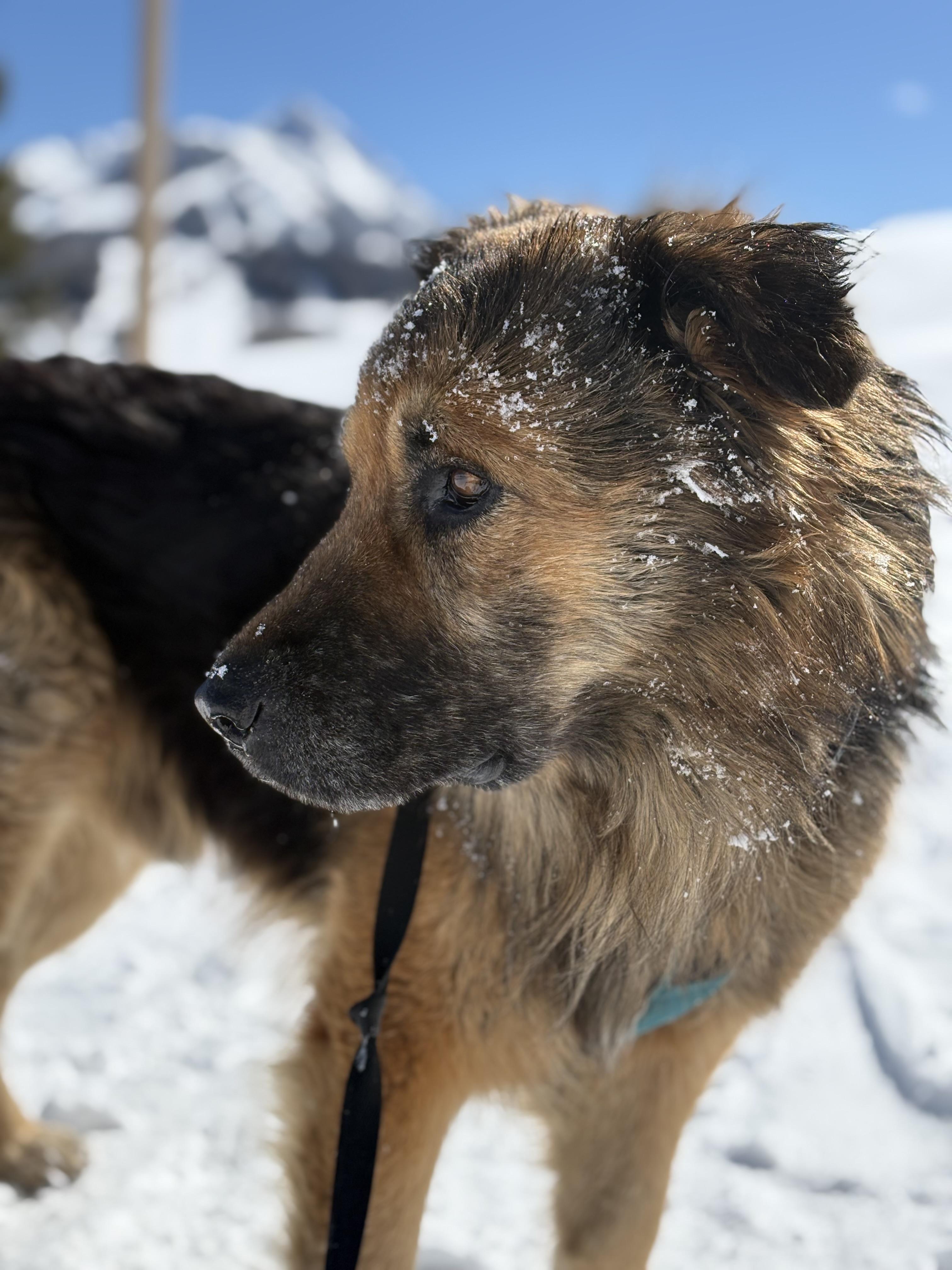 Bear, a ADOPTABLE mixed breed in Saratoga Springs, NY image 3/6