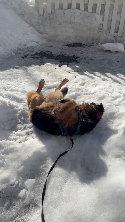 Enlarge Bear, a ADOPTABLE mixed breed in Saratoga Springs, NY video 6/6