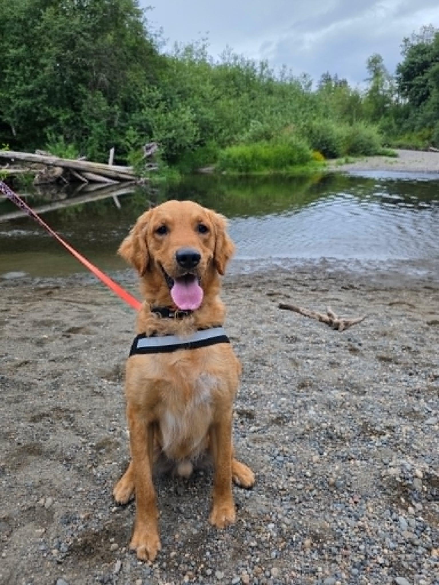 Bobby - Fun & Energetic, ADOPTABLE, Young Male Golden Retriever.