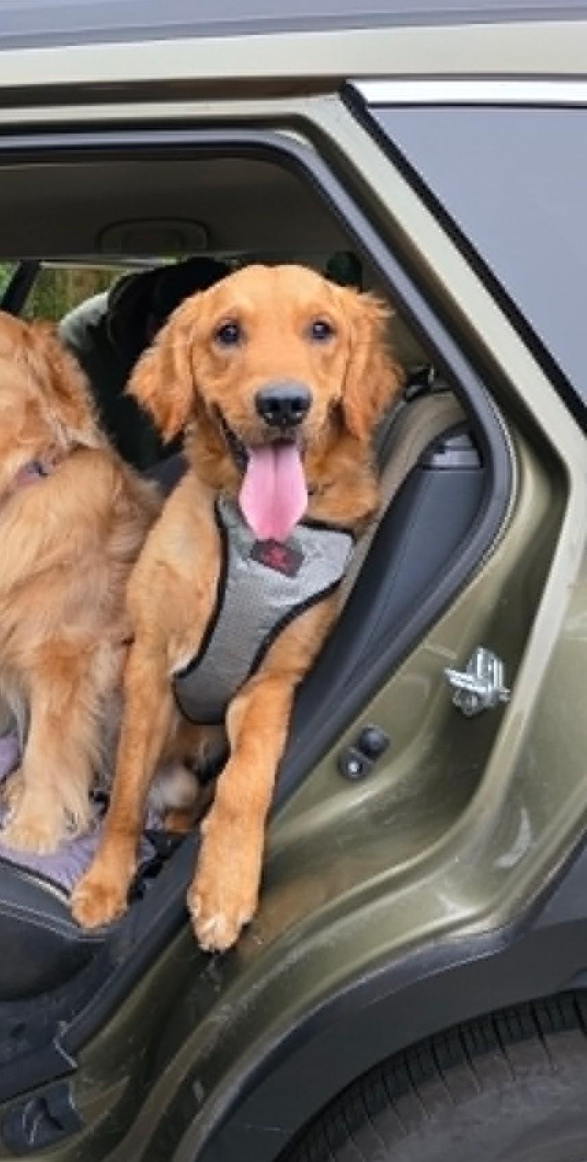Enlarge Bobby - Fun & Energetic, a ADOPTABLE Golden Retriever in Tacoma, WA image 3/5