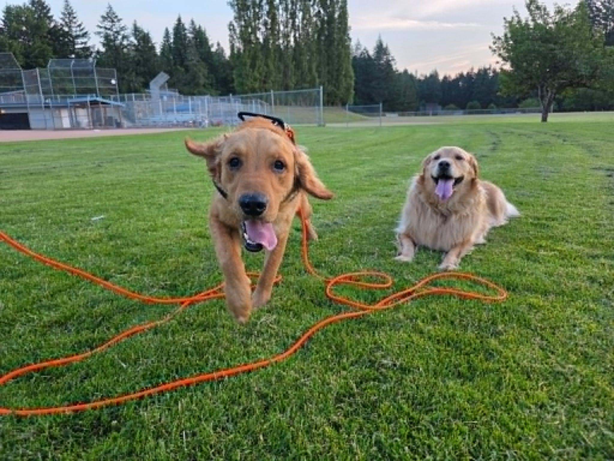 Enlarge Bobby - Fun & Energetic, a ADOPTABLE Golden Retriever in Tacoma, WA image 2/5