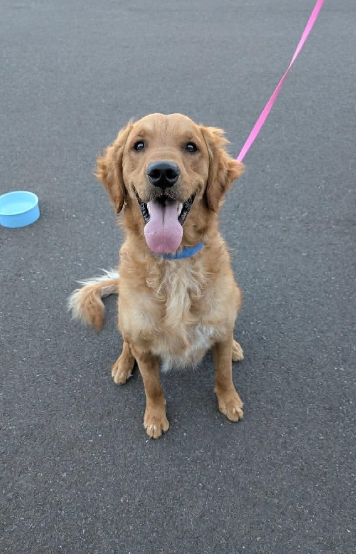 Enlarge Bobby - Fun & Energetic, a ADOPTABLE Golden Retriever in Tacoma, WA image 5/5
