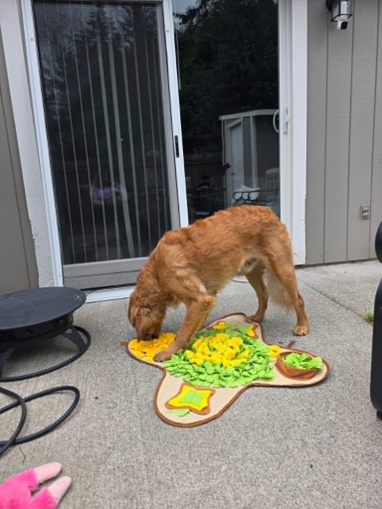 Enlarge Bobby - Fun & Energetic, a ADOPTABLE Golden Retriever in Tacoma, WA image 4/5