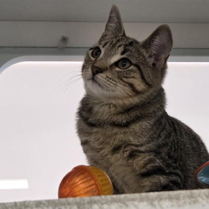 Aladdin, Adoptable, Kitten Male Domestic Short Hair & Domestic Short Hair.